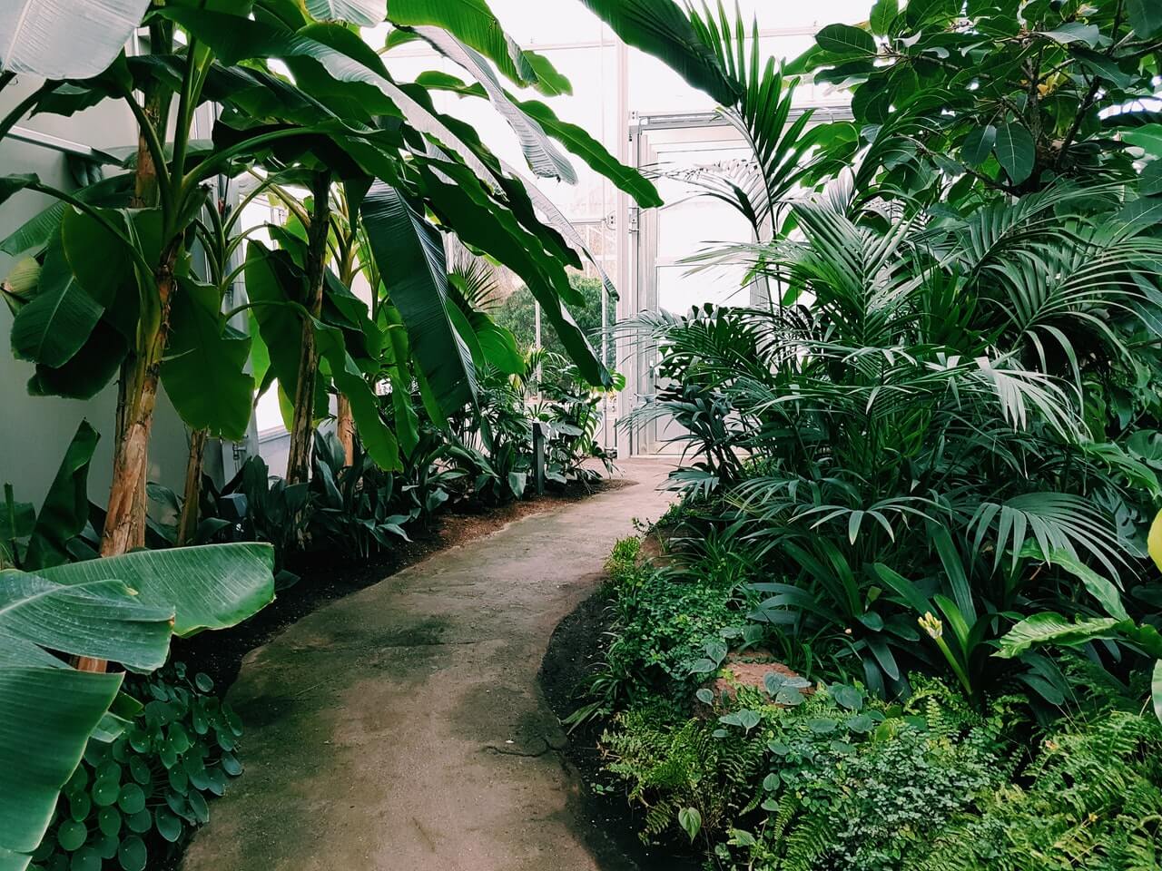 photography of pathway surrounded by plants 1.jpg