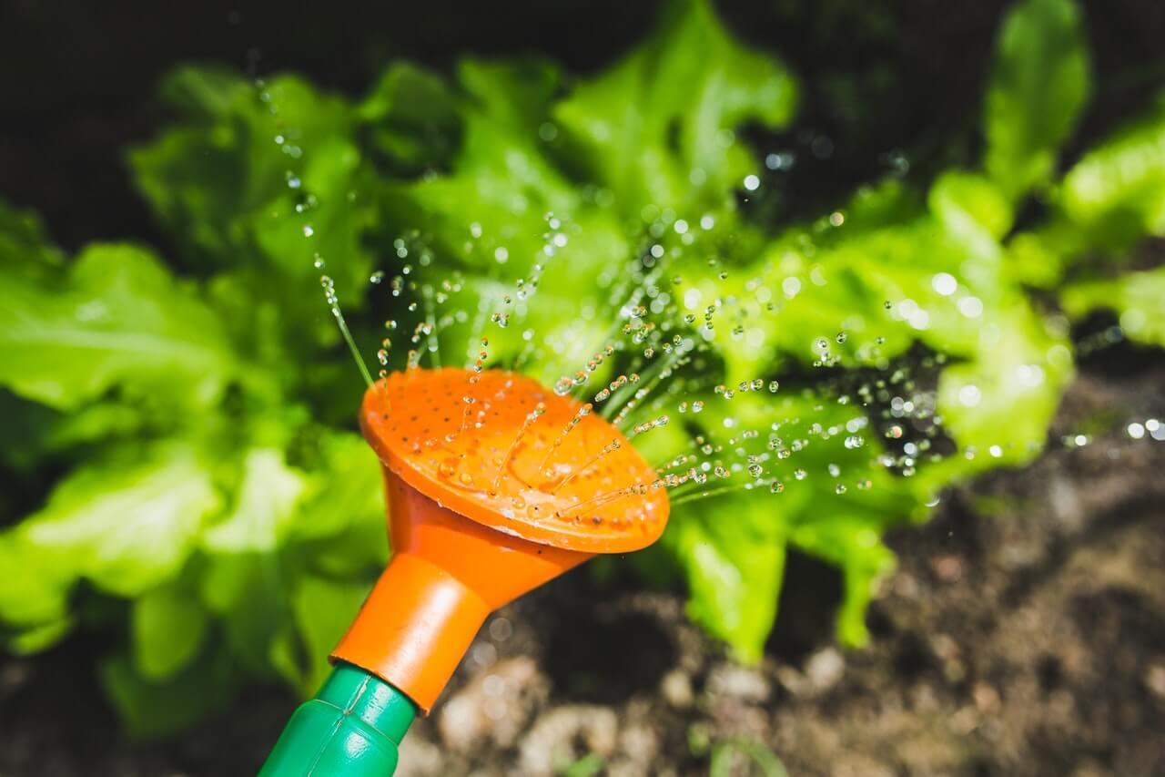 watering plants with a watering can 1.jpg